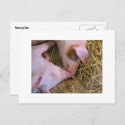 キス ポストカード (正面/裏面)