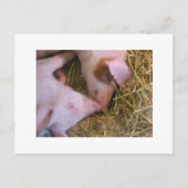 キス ポストカード (正面)