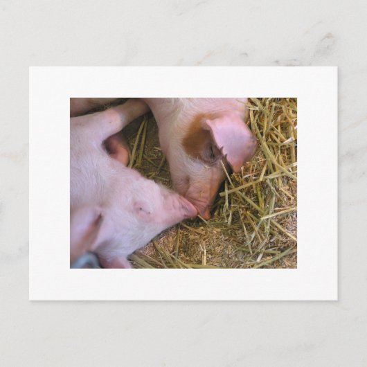 キス ポストカード (正面)