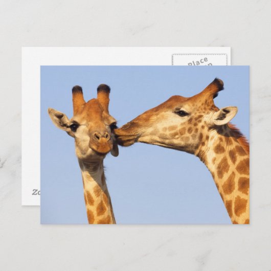 キス ポストカード (正面/裏面)