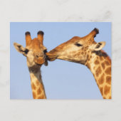 キス ポストカード (正面)