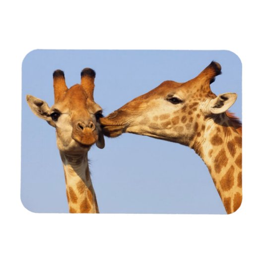 キス マグネット (横)