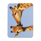 キス マグネット (縦)