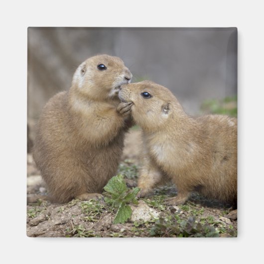 キスmeクイックマグネット マグネット (正面)