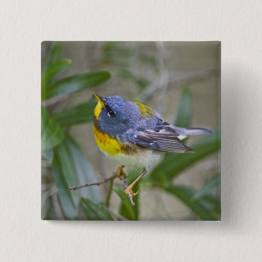 キタアメリカムシクイ (Parula americana) 缶バッジ (正面)