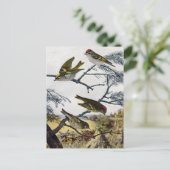 キタキタキゴロウ ポストカード (スタンド正面)