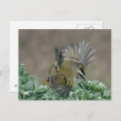 キタキタキレギのポストカード ポストカード (正面/裏面)