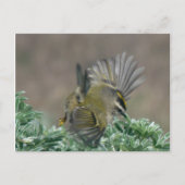 キタキタキレギのポストカード ポストカード (正面)