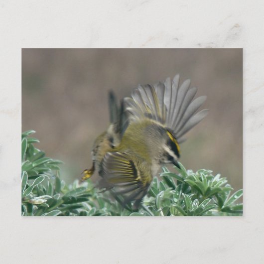 キタキタキレギのポストカード ポストカード (正面)