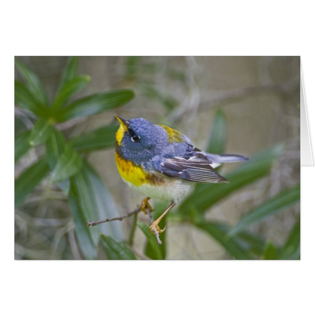 キタミツスイ (Parula americana) (正面横)