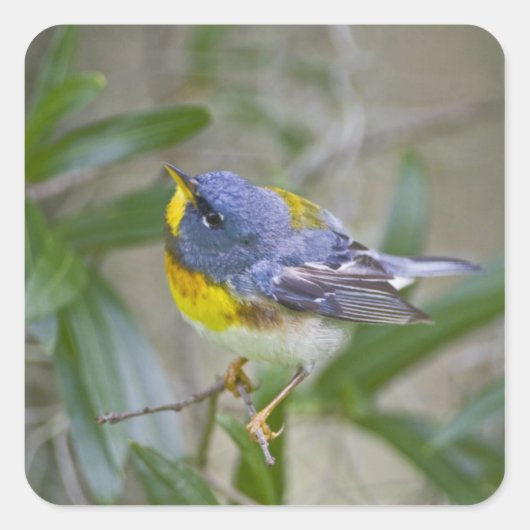 キタミツスイ (Parula americana) スクエアシール (正面)