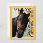 キッチンの窓から見る奇妙な馬 ポストカード (正面/裏面)