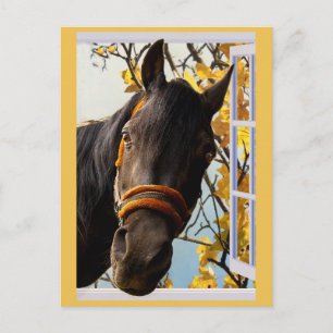 キッチンの窓から見る奇妙な馬 ポストカード