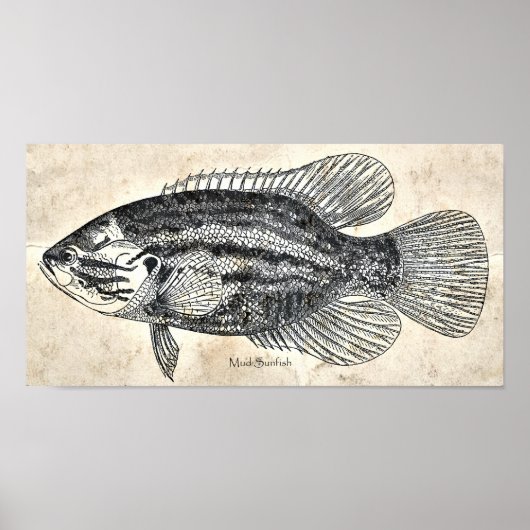 キッチンデコールウォールアートヴィンテージ魚マッドサンフィッシュ ポスター (正面)