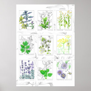 キッチンハーブ植物芸術薬草 ポスター