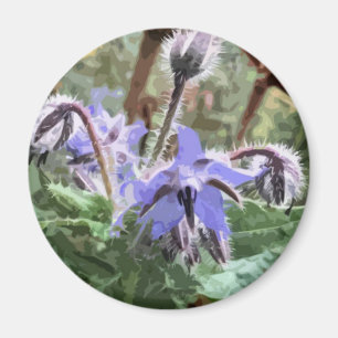 キッチンマグネットの青いボラージスターの花 マグネット