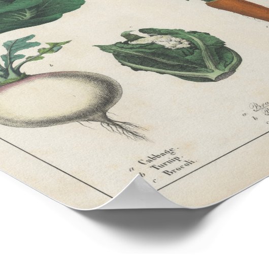 キッチン野菜 | シャーロッテメアリーヨンゲ ポスター (角)