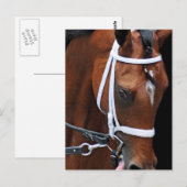 キッテンの女王(Kitten's Queen by Kitten's Joy) ポストカード (正面/裏面)