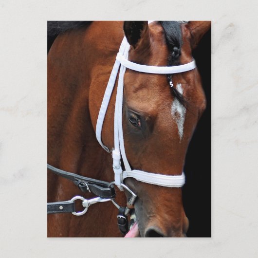 キッテンの女王(Kitten's Queen by Kitten's Joy) ポストカード (正面)