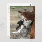 キッテンキスズアルパカはがき ポストカード (正面/裏面)