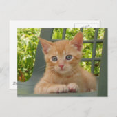 キッテンダックス葉書 ポストカード (正面/裏面)