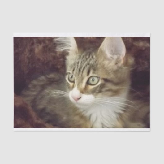 キッテンデコップ紙クラフト家具キャット 薄葉紙 (正面)