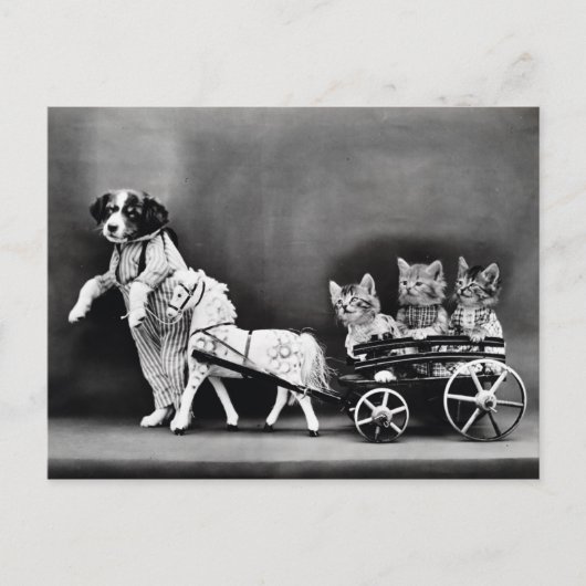 キッテンポニーライド3 ポストカード (正面)