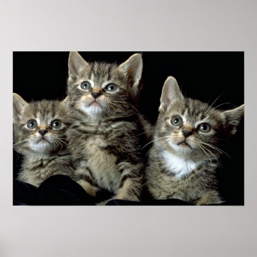 キットカットクラブ ポスター (正面)