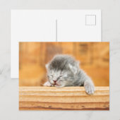 キットン生まれたばかりのバーンキャット ポストカード (正面/裏面)