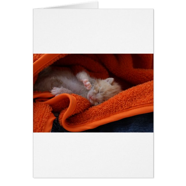 キットン生まれたばかりの – 完全にカスタマイズ可能 (正面)