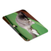 キットン遊ズプール マグネット (右側)