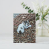 キットン047はがき ポストカード (スタンド正面)