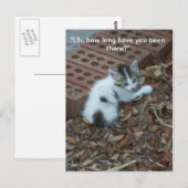 キットン047はがき ポストカード (正面/裏面)