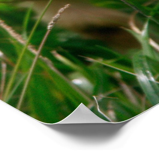 キッドヤギ ポスター (角)