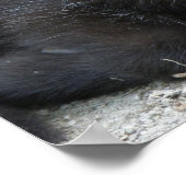 キッドヤギ ポスター (角)