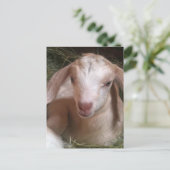 キッド山羊はがき ポストカード (スタンド正面)