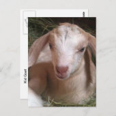 キッド山羊はがき ポストカード (正面/裏面)