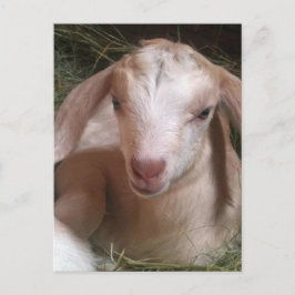 キッド山羊はがき ポストカード