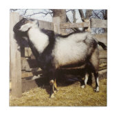 キップ！ タイル (正面)