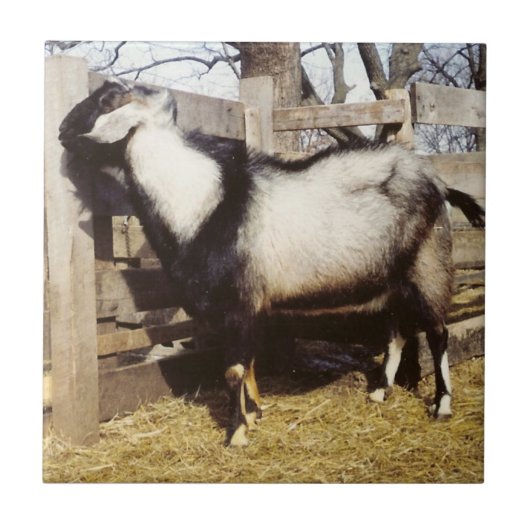 キップ！ タイル (正面)