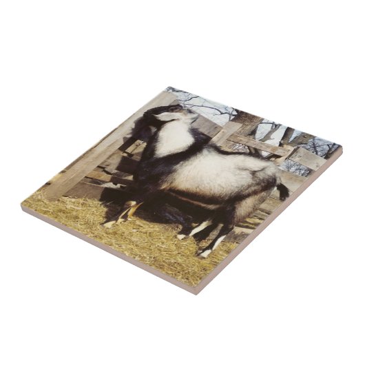 キップ！ タイル (側面)