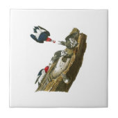 キツツキのジョン赤い先頭に立たれたAudubonの鳥アメリカ タイル (正面)