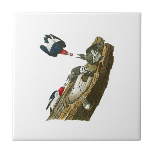 キツツキのジョン赤い先頭に立たれたAudubonの鳥アメリカ タイル (正面)