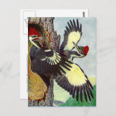 キツツキの木の巣の空洞はがき ポストカード (正面/裏面)