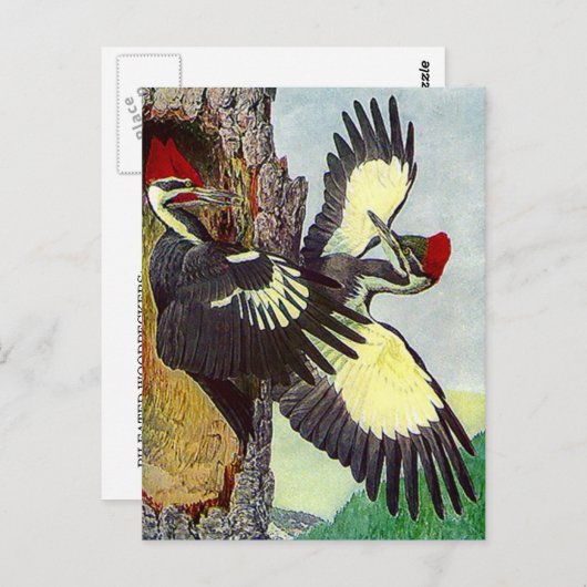 キツツキの木の巣の空洞はがき ポストカード (正面/裏面)