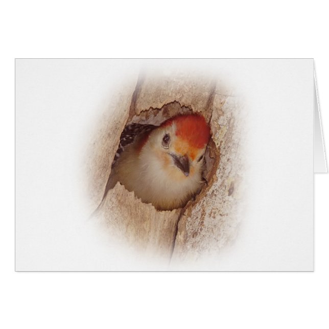 キツツキ (正面横)