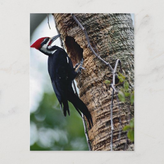 キツツキ ポストカード (正面)