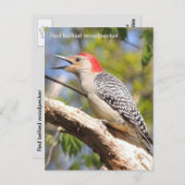 キツツキ ポストカード (正面/裏面)