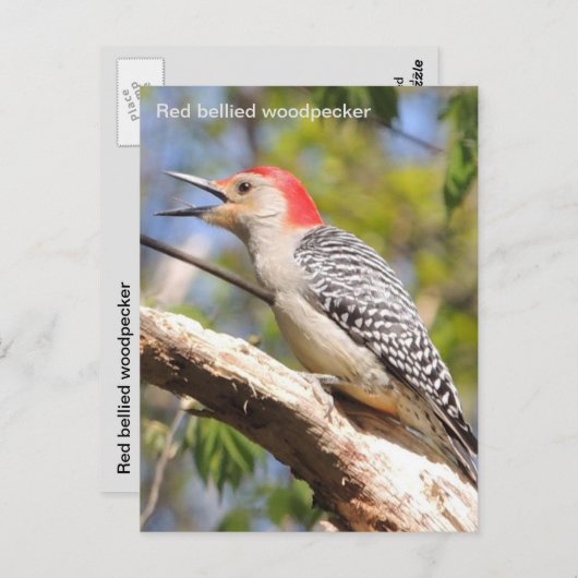 キツツキ ポストカード (正面/裏面)