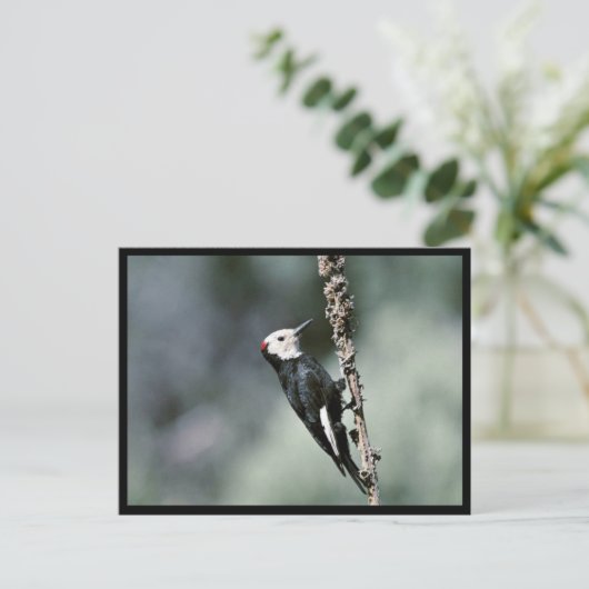 キツツキ ポストカード (スタンド正面)